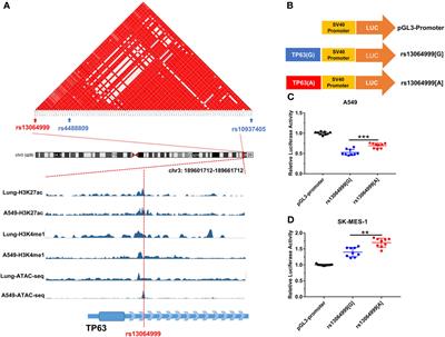 A Functional Polymorphism in Accessible Chromatin Region Confers Risk of Non-Small Cell Lung Cancer in Chinese Population